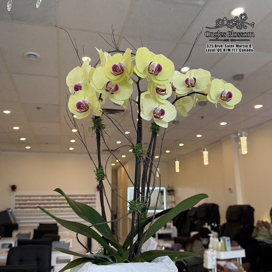 Ongles Blossom & Spa Gallery | Stunning Nail Designs in Laval, QC